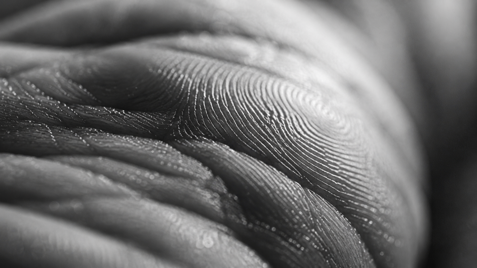 Abstract microscopic biological imagery